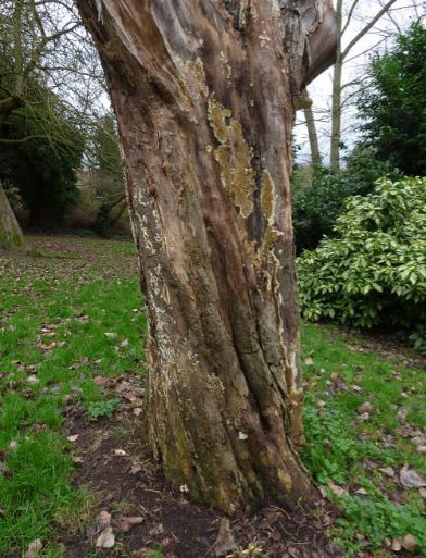 Fruit bodies covering horse chestnut in Harlow, UK.